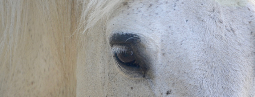 Een goed team door de ogen van een paard