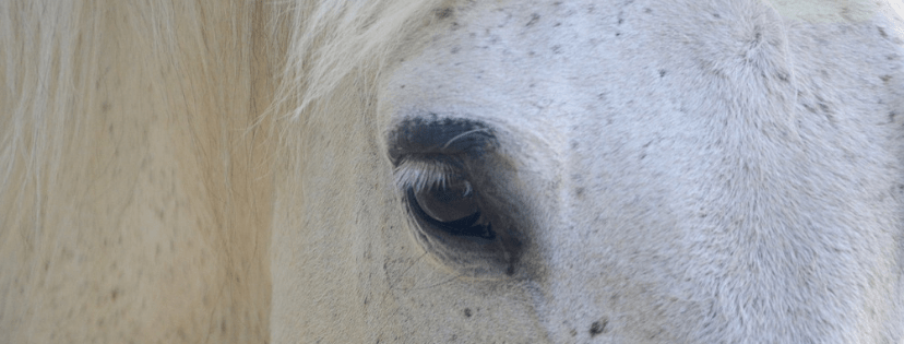 team door ogen paard